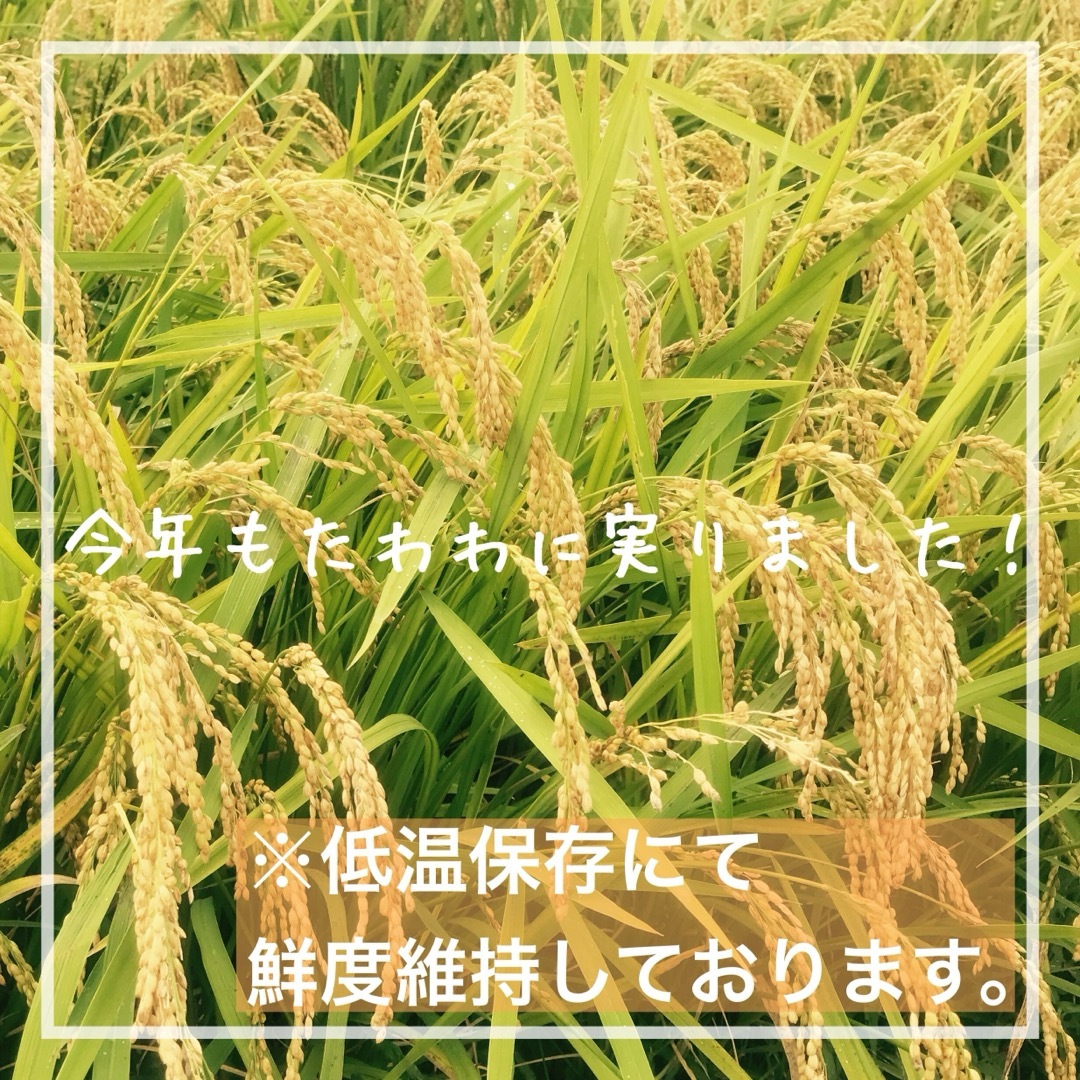 リピ買い 農家のレア品種米 令和5年 兵庫県産シキユタカ 30kg