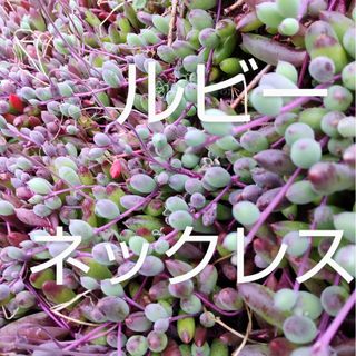 多肉植物 ルビーネックレス カット苗(その他)