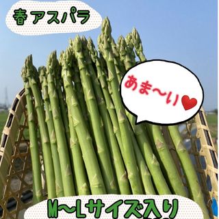 グリーンアスパラガス500g(野菜)