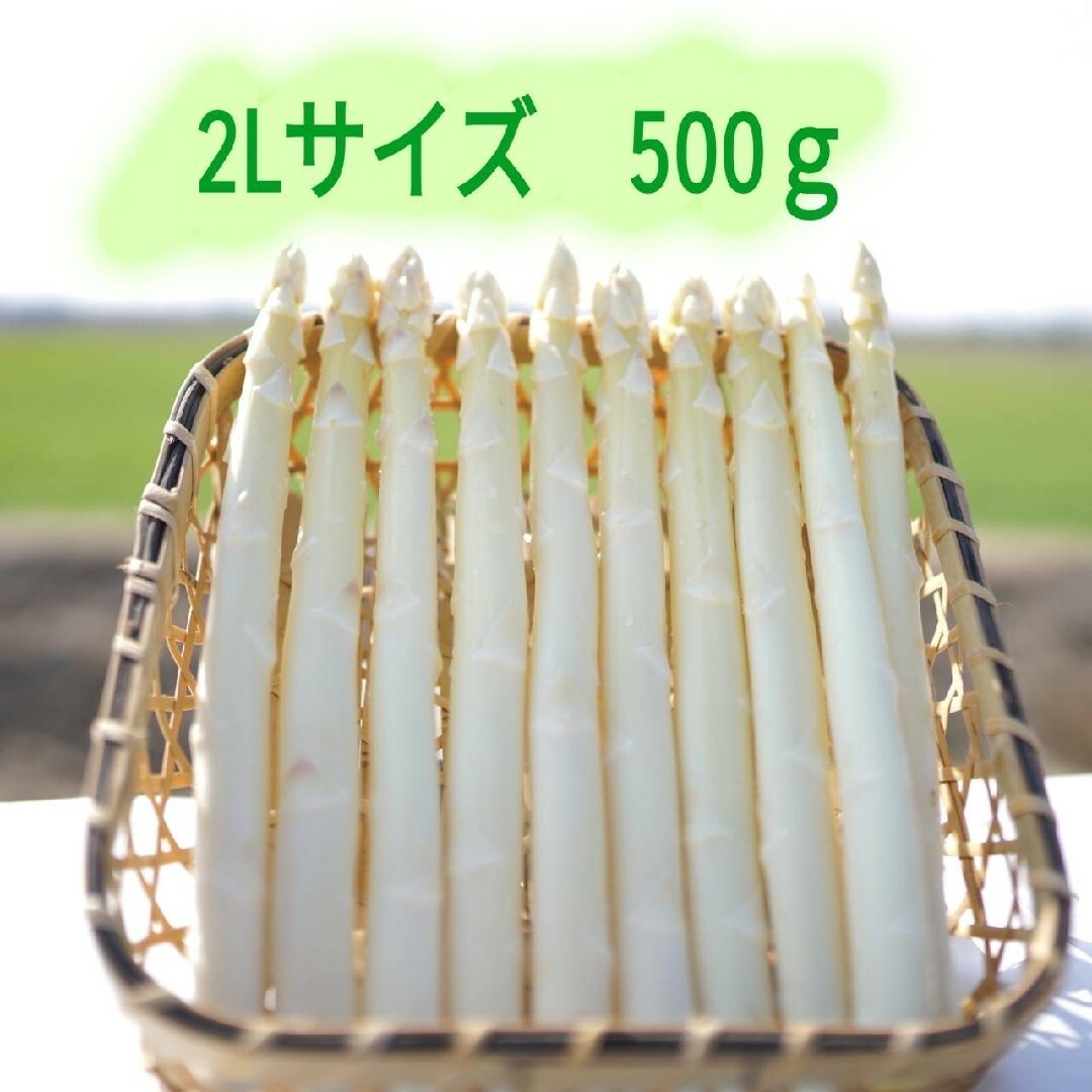 ２Lサイズ 　ホワイトアスパラガス500g 食品/飲料/酒の食品(野菜)の商品写真