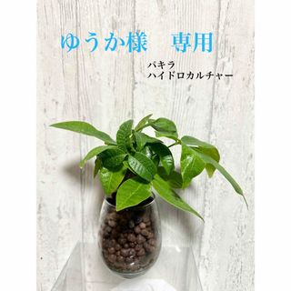 パキラ　観葉植物　ハイドロカルチャー(ドライフラワー)