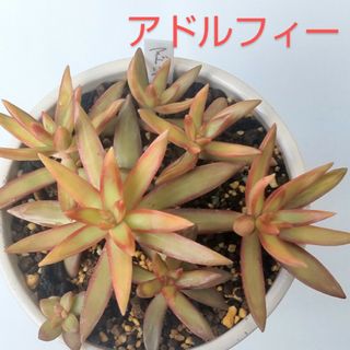 多肉植物　アドルフィー　カット苗　3つ(その他)