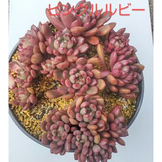 多肉植物　ピンクルルビー　カット苗　3つ(その他)