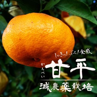 【甘平】（かんぺい）農家直送　減農薬栽培　5kg箱(フルーツ)