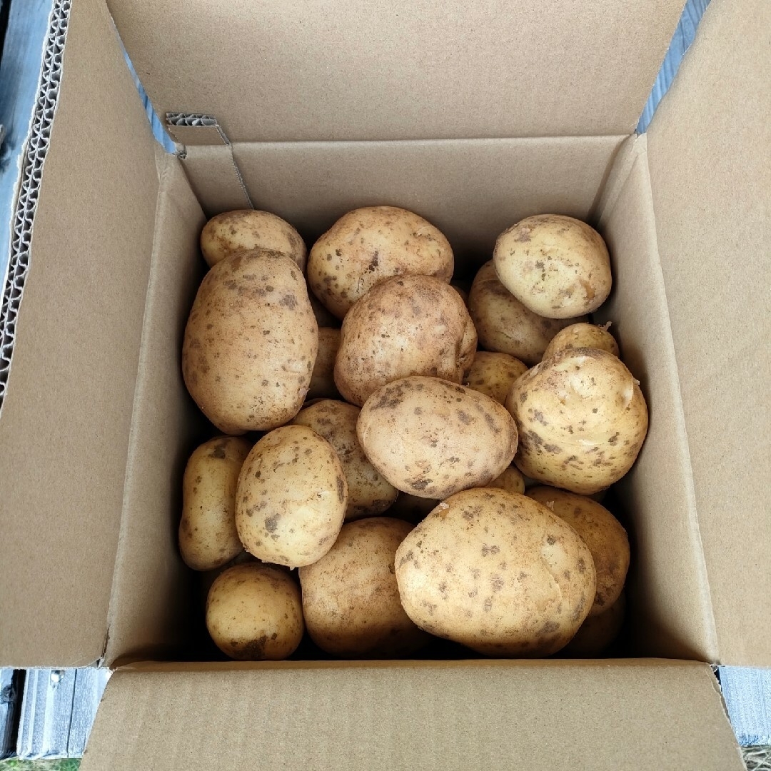 【産地直送】徳之島産　じゃがいも　ニシユタカ　ばれいしょ　20 kg　訳アリ 食品/飲料/酒の食品(野菜)の商品写真