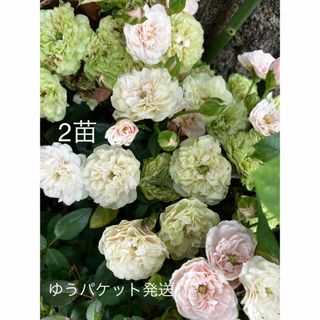 Gプ　ミニ薔薇グリーンアイス苗　2苗 抜き苗　丈夫 虫強 四季咲   ゆうパ送(その他)