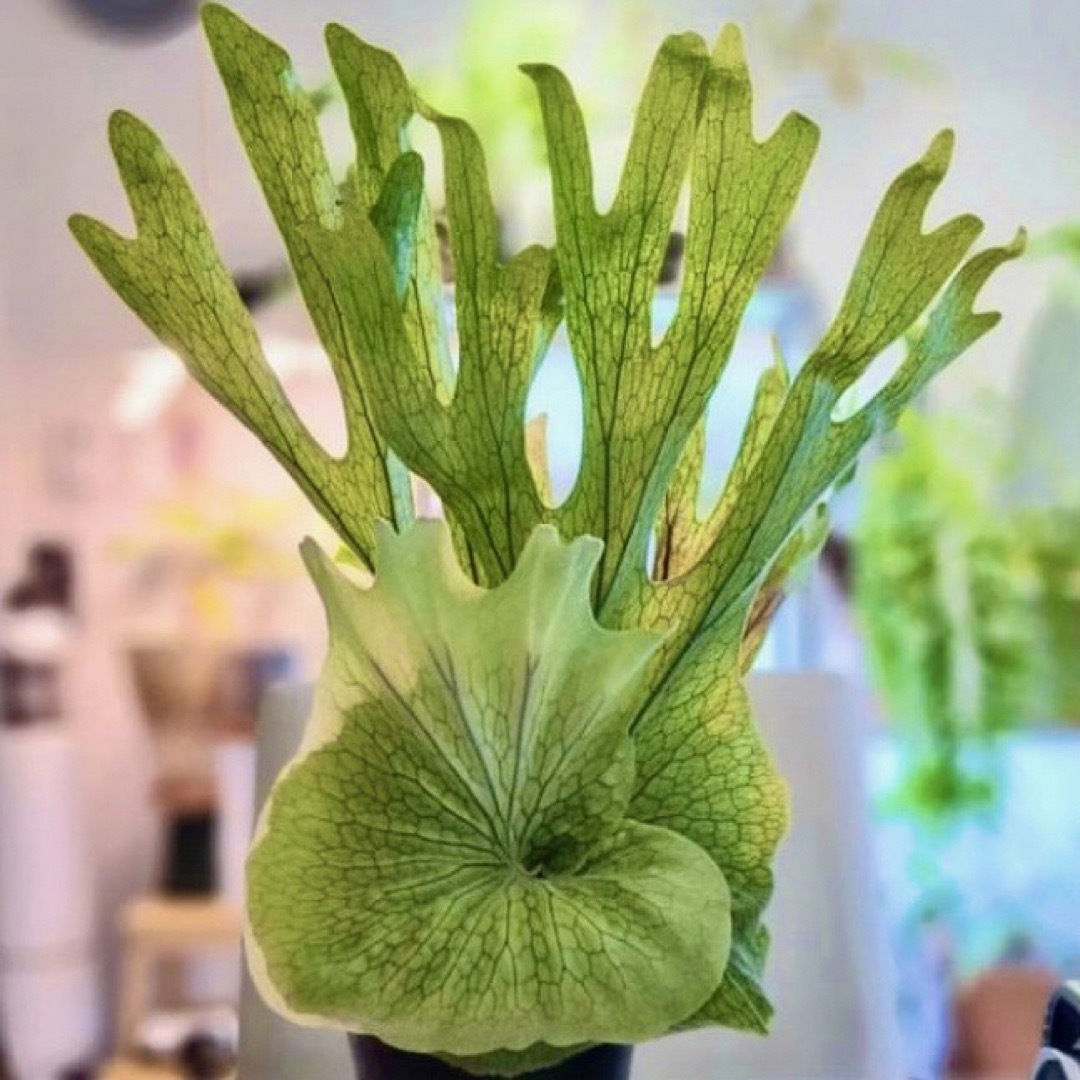 スパーバム　幼苗　直径12.6cm　ビカクシダ　観葉植物 ハンドメイドのフラワー/ガーデン(その他)の商品写真