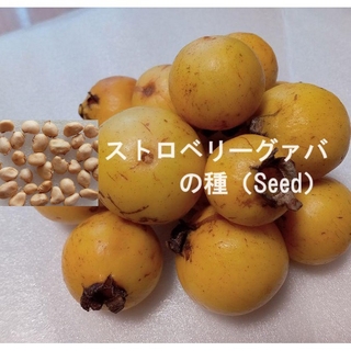 RD10『ストロベリーグァバの種30粒』キミノバンジロウたね　イエロー　果物種子(フルーツ)