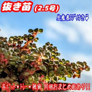 レア♪【抜き苗】ピレア グロボーサ 露鏡 多肉植物 紅葉 プレステラ プラ鉢(その他)