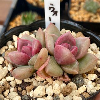 多肉植物　抜き苗　ウォータールー　7.5cmポット(その他)