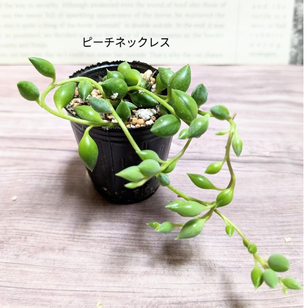 多肉植物　ネックレスミニ苗　5種セット ハンドメイドのフラワー/ガーデン(その他)の商品写真