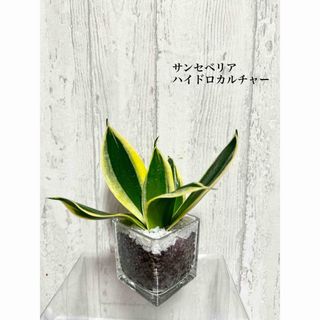 サンセベリア　観葉植物　ハイドロカルチャー(ドライフラワー)