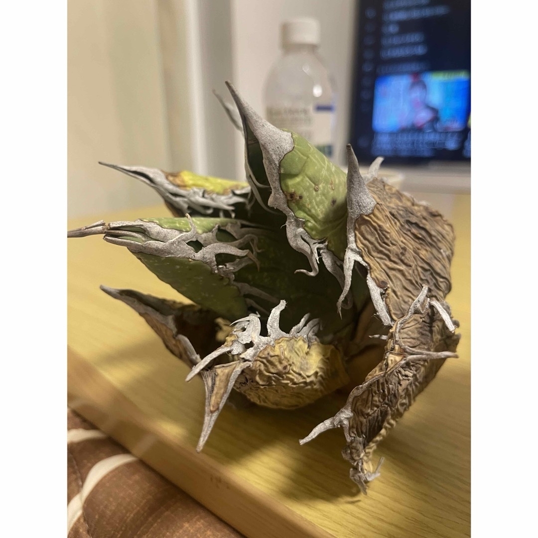 アガベ 現地球オテロイ オアハカ その他 アガベ 現地球オテロイ オアハカ その他