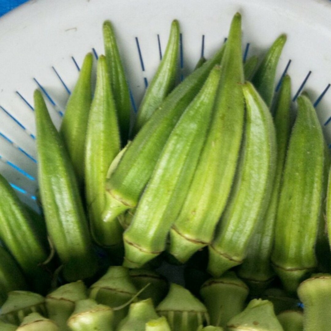 自然農法　五角オクラの固定種　５０粒 食品/飲料/酒の食品(野菜)の商品写真