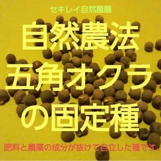 自然農法　五角オクラの固定種　５０粒(野菜)