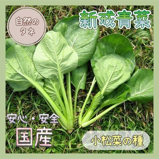 【国内育成・採取】新戒青菜(しんかいあおな) 家庭菜園 種 野菜 小松菜(野菜)