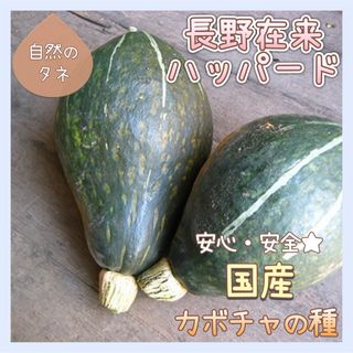 【国内育成・採取】 長野在来ハッパード 家庭菜園 種 タネ カボチャ 南瓜 野菜(野菜)