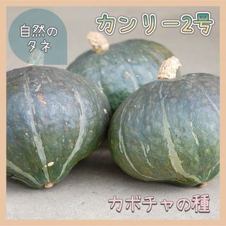 【国内育成・採取】 カンリー2号 家庭菜園 種 タネ カボチャ 南瓜 野菜(野菜)