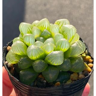 ハオルチア　オブツーサ　抜き苗(その他)