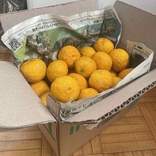 柚子　無農薬　2.6kg(フルーツ)