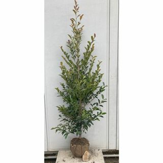 《現品》本榊（ホンサカキ）樹高1.7ｍ　148（根鉢含まず）《苗木/植木/さかき(その他)