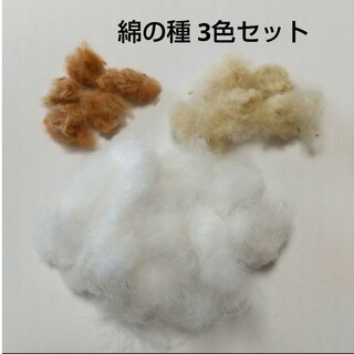 コットンフラワー 綿の種 3色セット(その他)