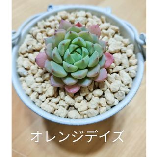 オレンジデイズ　多肉植物　エケベリア(その他)