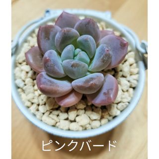 ピンクバード　多肉植物　エケベリア(その他)