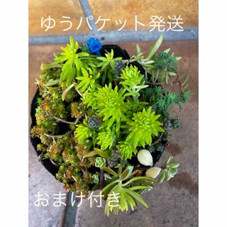 抜き苗＋おまけ　多肉植物　セダム　ゆうパケット発送(その他)