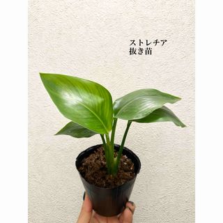 ストレチア　オーガスタ　観葉植物　抜き苗(ドライフラワー)