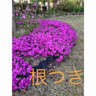 芝桜　ダニエルクッション　苗(その他)