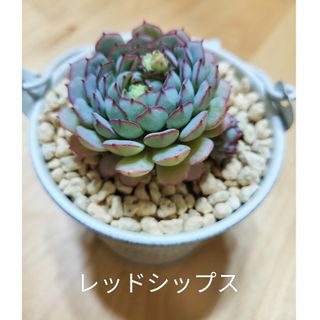 レッドシップス　多肉植物　エケベリア(その他)