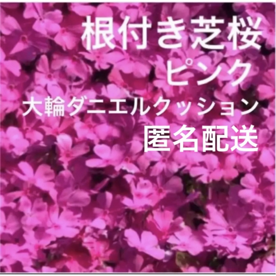 ①1☆もう咲き出した芝桜☆濃いピンク☆シッカリ根付き苗☆初心者向け☆ ハンドメイドのフラワー/ガーデン(プランター)の商品写真