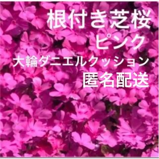 ①1☆今春に増えて咲く芝桜☆濃いピンク☆シッカリ根付き苗☆初心者向け☆(プランター)