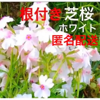 ⑤1☆芝桜☆ホワイト☆シッカリ根付き苗☆初心者向け☆(プランター)