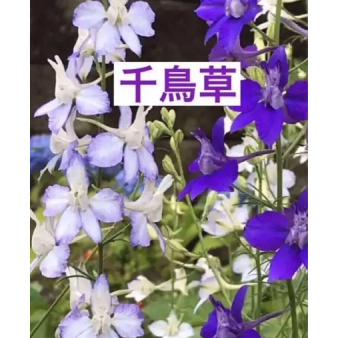 千鳥草苗　3株 ハンドメイドのフラワー/ガーデン(その他)の商品写真
