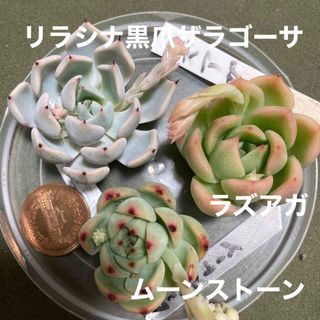 多肉植物　ラズアガ　リラシナ黒爪ザラゴーサ　ムーンストーン(その他)