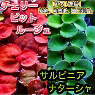 ★チェリー サルビニアククラータ改良種 浮草 水草セット メダカ飼育 熱帯魚(アクアリウム)