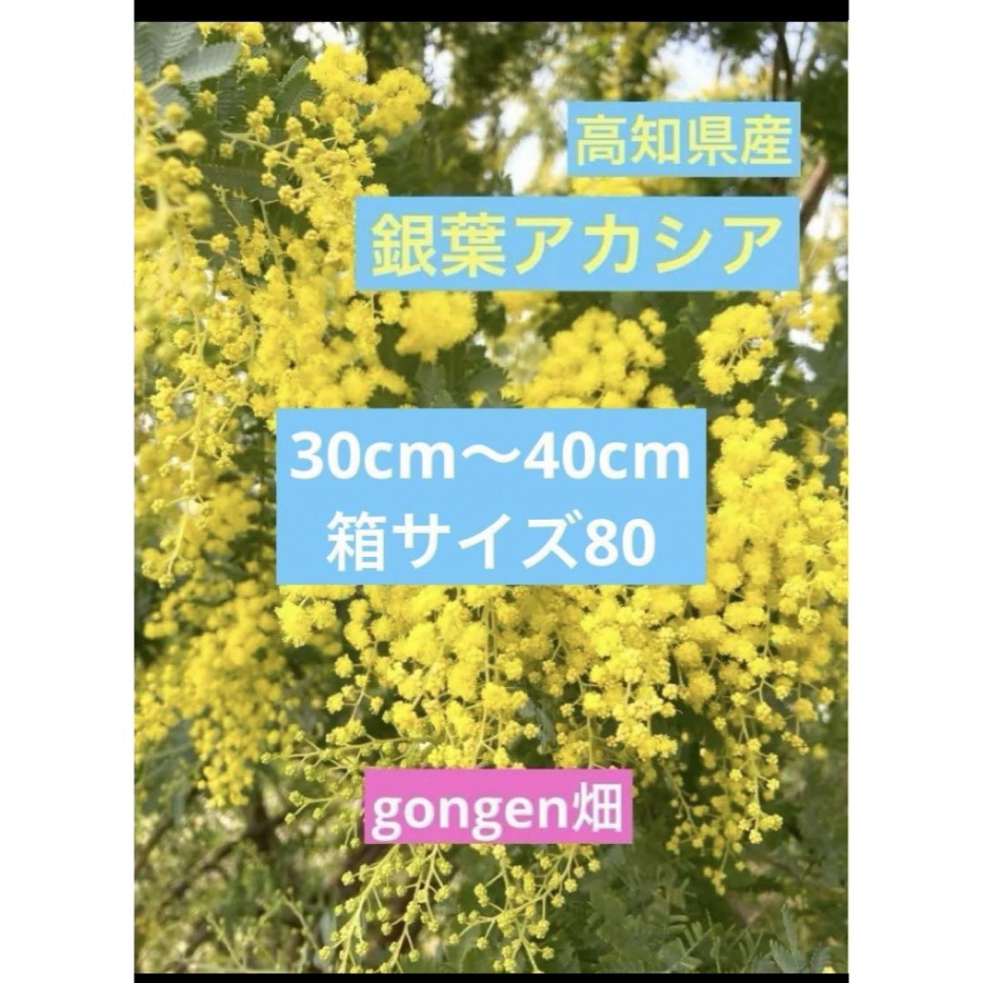 高知県産ミモザ　銀葉アカシア80 ハンドメイドのフラワー/ガーデン(その他)の商品写真
