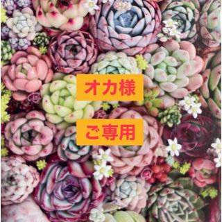 №451 №448 多肉植物 韓国苗♡韓国苗セット♡名前付き 現品 匿名発送(その他)