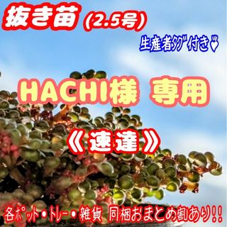 レア♪【抜き苗】ピレア グロボーサ 露鏡 多肉植物 紅葉 プレステラ プラ鉢(その他)