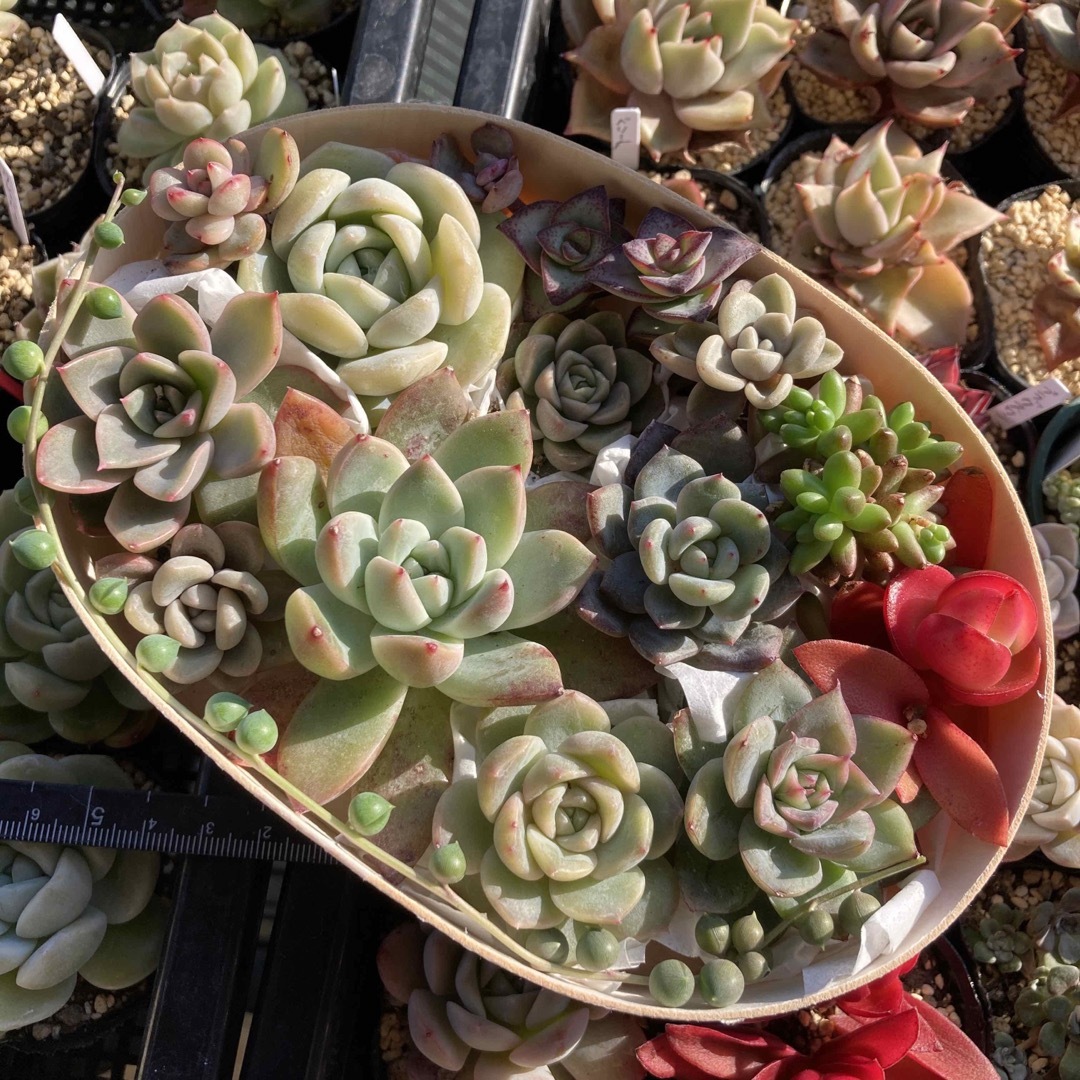 多肉植物　韓国苗　わっぱ弁当　詰め合わせ　寄せ植えセット ハンドメイドのフラワー/ガーデン(その他)の商品写真