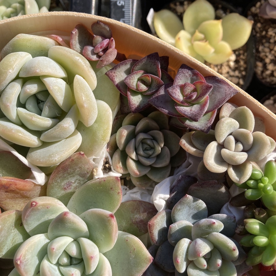 多肉植物　韓国苗　わっぱ弁当　詰め合わせ　寄せ植えセット ハンドメイドのフラワー/ガーデン(その他)の商品写真