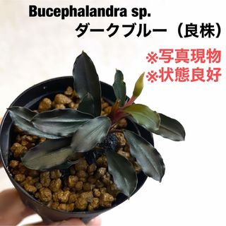 ◆ブセファランドラダークブルー　#ブセさかな屋　Bucephalandra(アクアリウム)