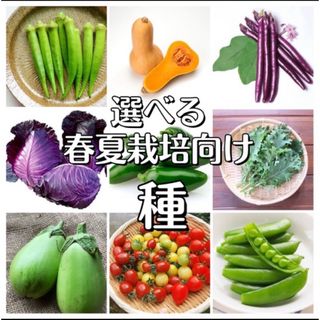 選べる！春夏栽培向け野菜の種3種(その他)