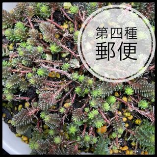 多肉植物　セダム　サクサグラレモスグリーン　カット苗　30カット(その他)