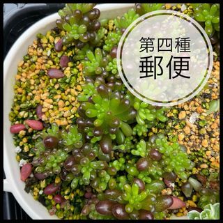 多肉植物　レッドベリー　葉挿し50枚＋カット苗1カット(その他)