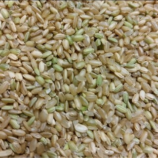 令和4年収穫　くず米　玄米　⚠️飼料用⚠️750g(5合)(ペットフード)