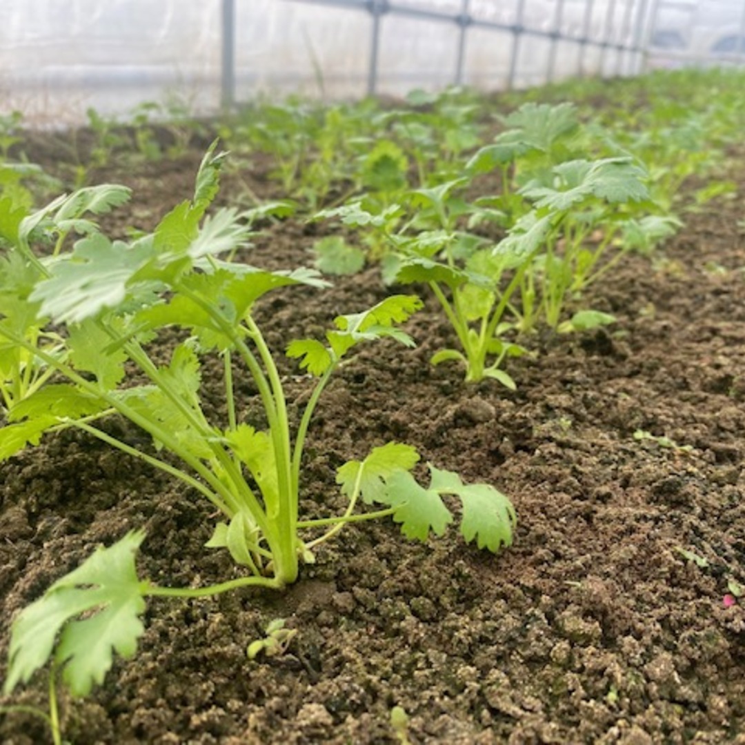 京都府産土で育てた"土（ど）っさり"パクチー！ 食品/飲料/酒の食品(野菜)の商品写真