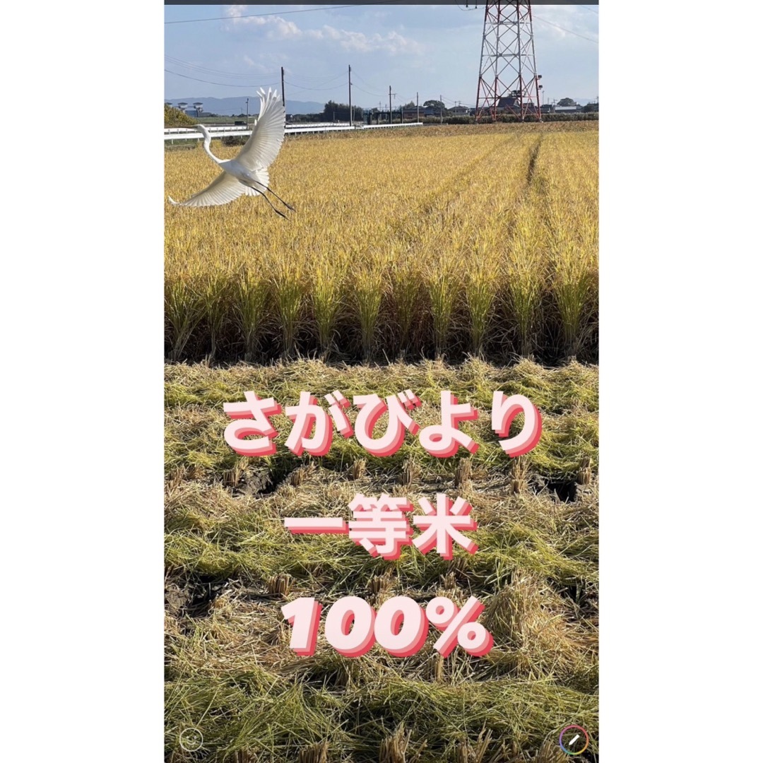 ⭐️新米 令和5年産1等米⭐️佐賀県産さがびより10k(5k×2袋) 食品/飲料/酒の食品(米/穀物)の商品写真